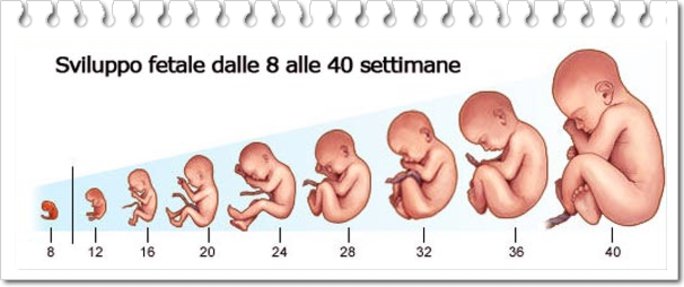12 ° settimana