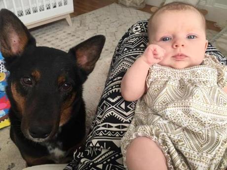 preparare il cane all'arrivo del bebè